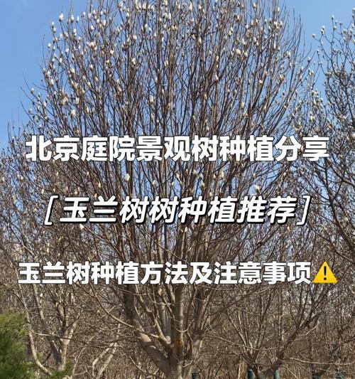 玉兰树修剪的注意事项有哪些？