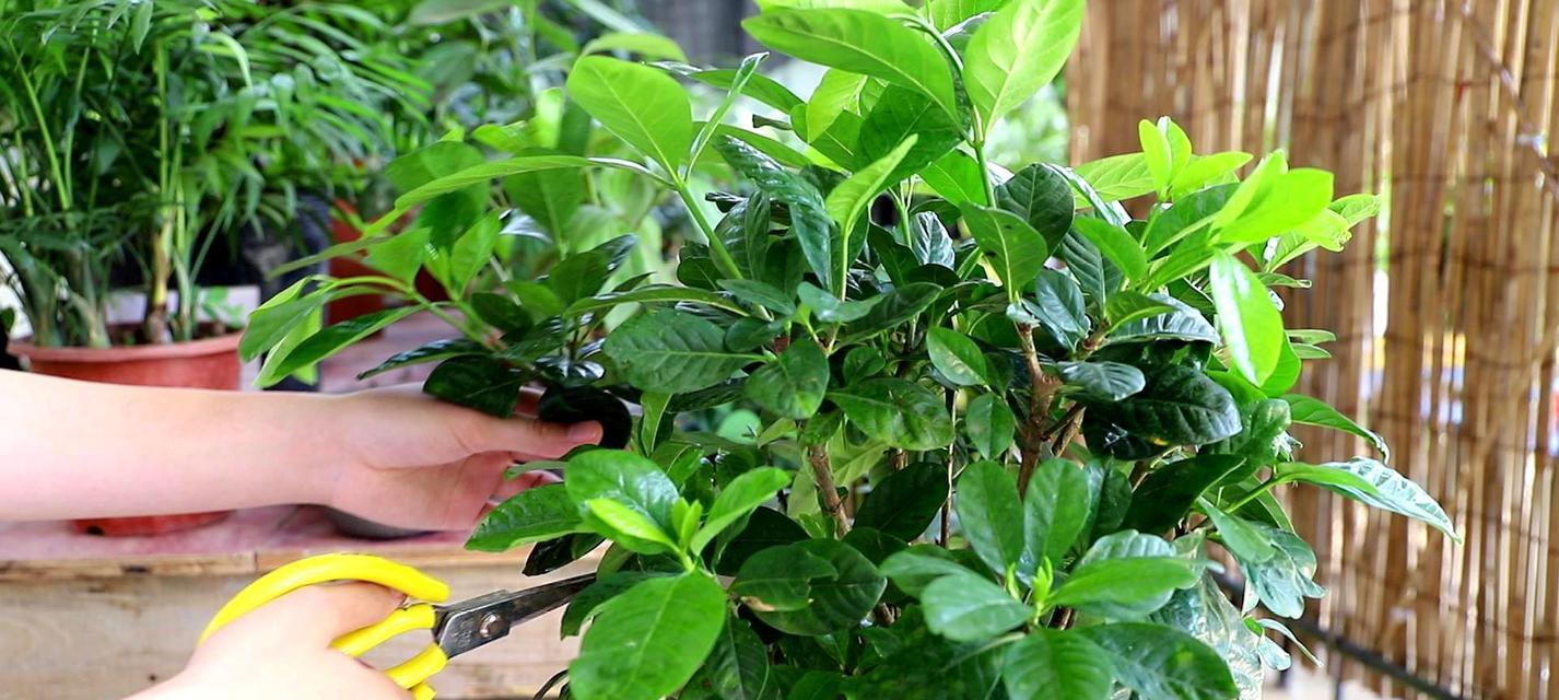 栀子花应该在哪个季节修剪？修剪栀子花的最佳时间是什么时候？