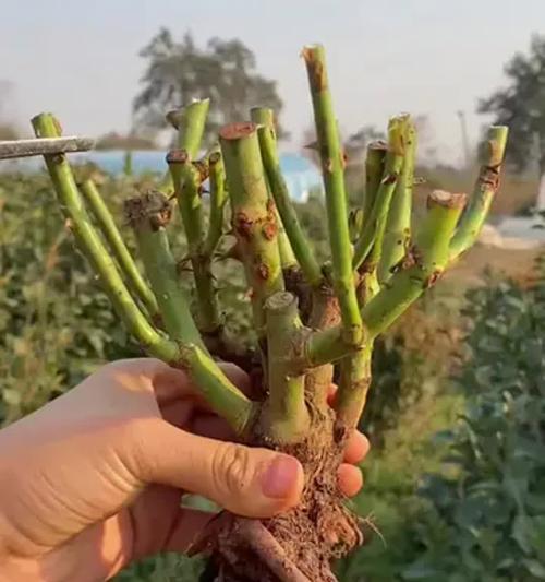 玫瑰花施肥的正确方法是什么？