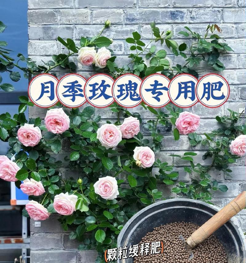 玫瑰花施肥的正确方法是什么？