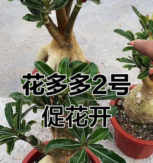玫瑰花施肥的正确方法是什么？