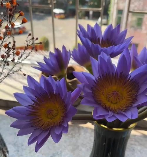 水莲花的养殖技巧有哪些？如何保持水莲花的美丽？