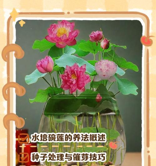 碗莲的养殖方法和常见问题解答？