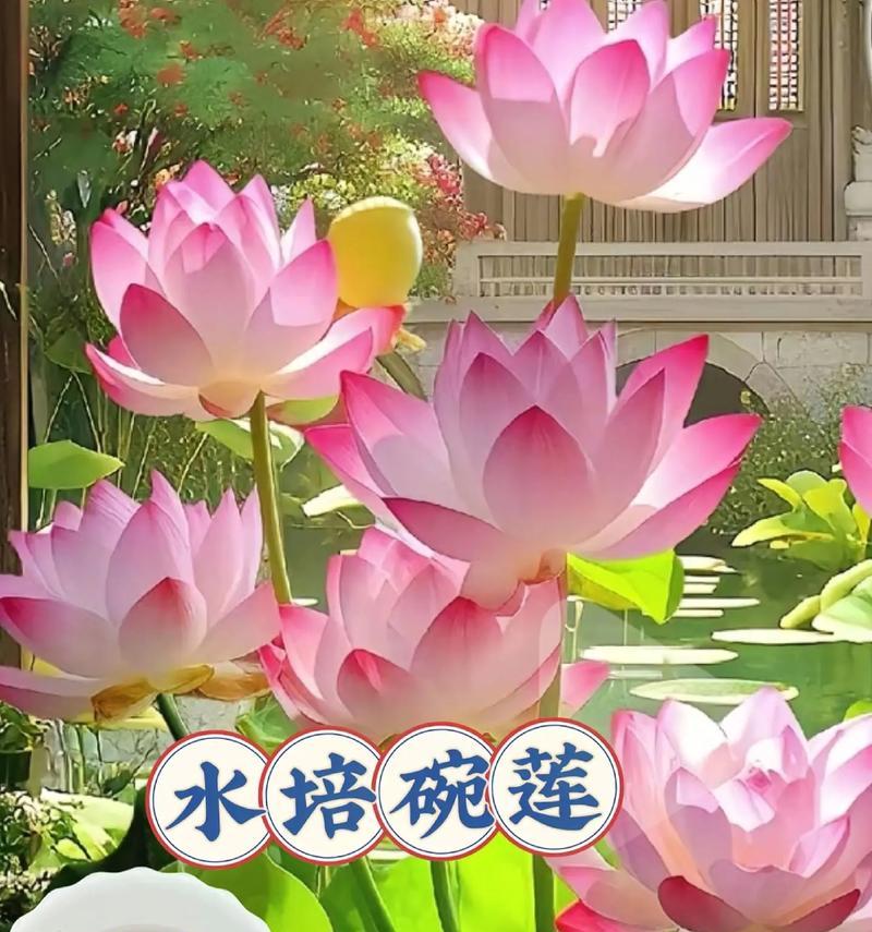 碗莲的养殖方法和常见问题解答？