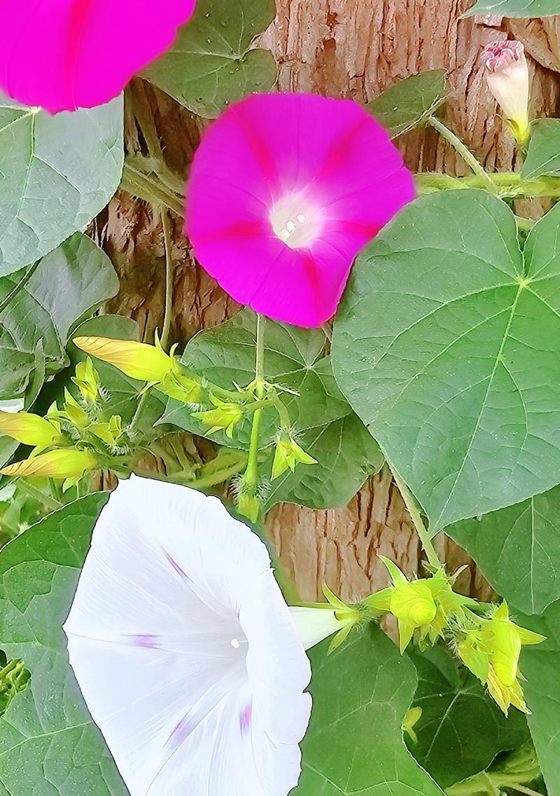 喇叭花有哪些独特特征？喇叭花的生长习性是什么？