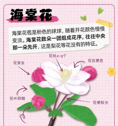 梅花的品种名称有哪些？如何区分不同梅花品种？