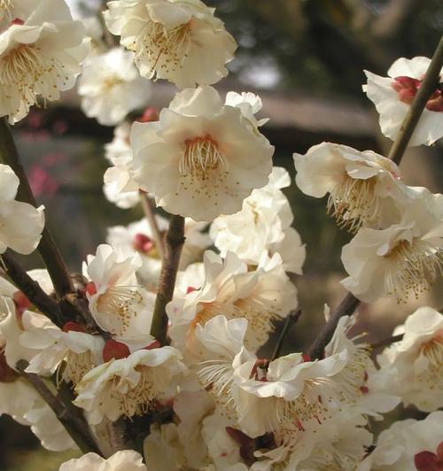 梅花的品种名称有哪些？如何区分不同梅花品种？