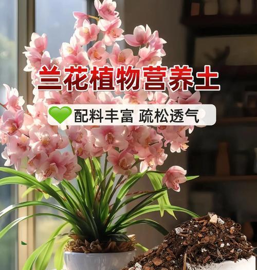地生兰的种类有哪些？它们的养护要点是什么？