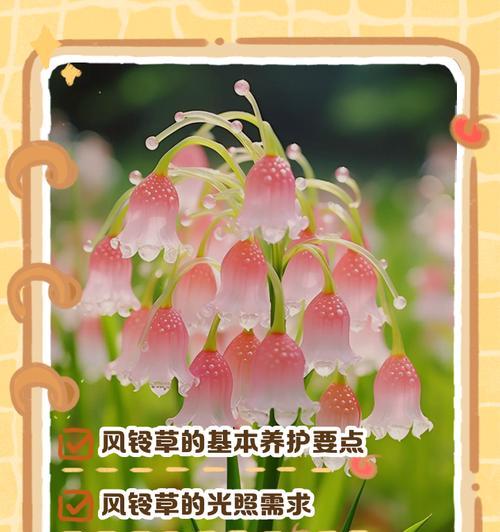 空气草的养殖方法是什么？