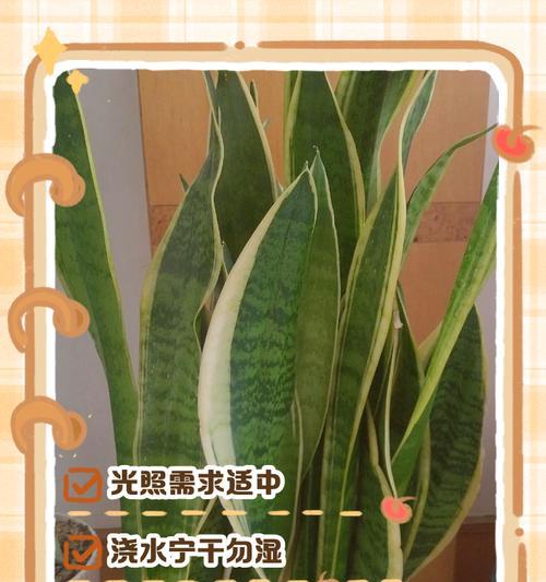 虎尾兰养殖方法有哪些？怎样才能养得更好？