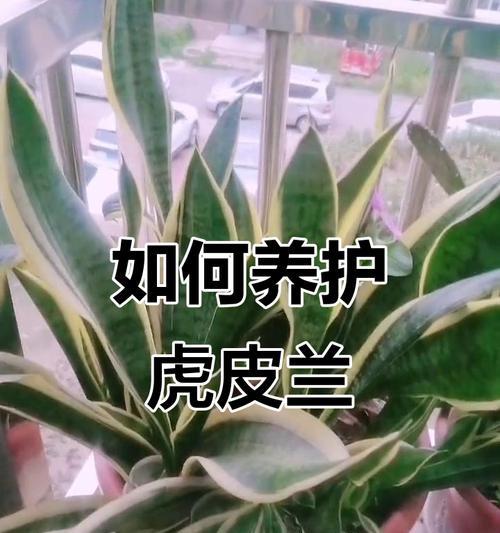 虎尾兰养殖方法有哪些？怎样才能养得更好？