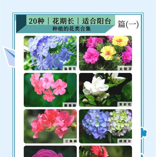 夏天茉莉怎么养？夏季茉莉花的养护方法有哪些？
