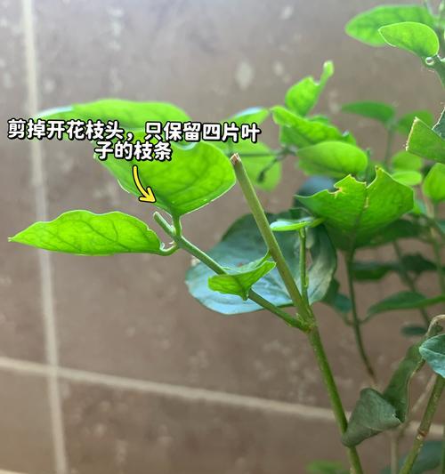 夏天茉莉怎么养？夏季茉莉花的养护方法有哪些？