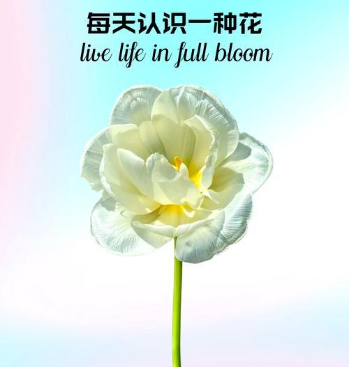 夏天茉莉怎么养？夏季茉莉花的养护方法有哪些？