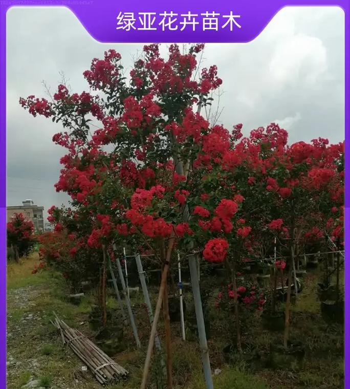 最好的紫薇品种是什么？如何辨别？