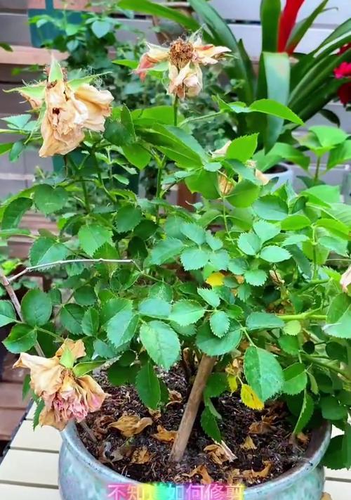 植物修剪技巧有哪些？修剪后如何护理？