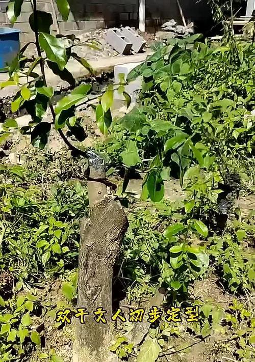 植物修剪技巧有哪些？修剪后如何护理？