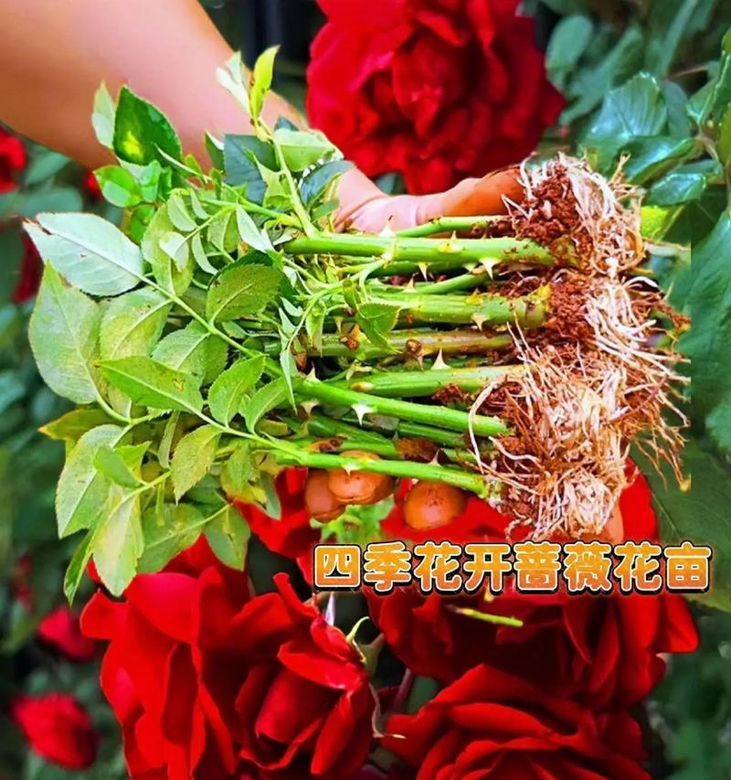 蔷薇花种植步骤有哪些？种植后如何管理？