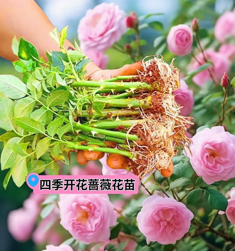 蔷薇花种植步骤有哪些？种植后如何管理？
