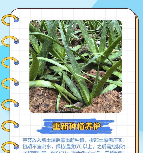 芦荟养护的正确方法是什么？芦荟日常护理有哪些要点？