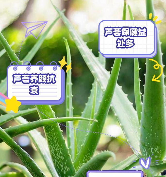 芦荟养护的正确方法是什么？芦荟日常护理有哪些要点？
