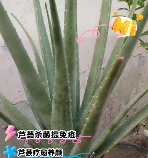 芦荟养护的正确方法是什么？芦荟日常护理有哪些要点？