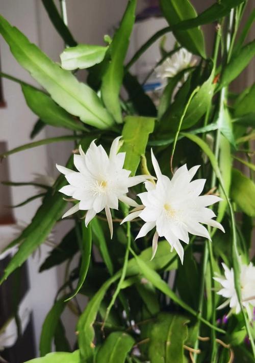 昙花什么时候开？昙花的开花时间及养护技巧是什么？