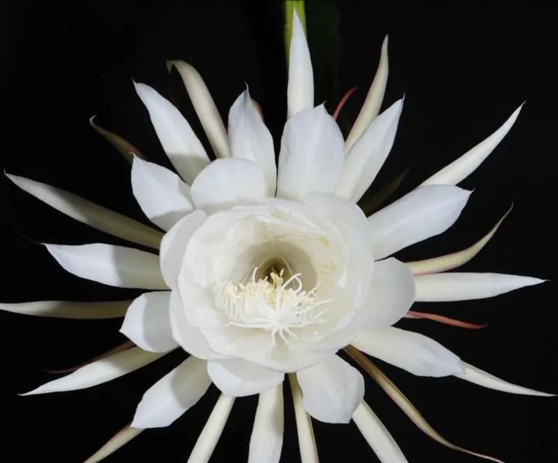昙花什么时候开？昙花的开花时间及养护技巧是什么？