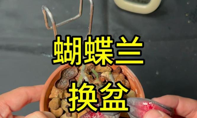 蝴蝶兰移盆的正确方法是什么？