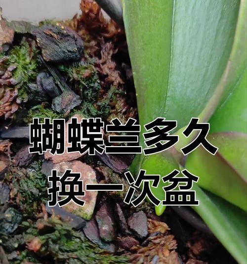 蝴蝶兰移盆的正确方法是什么？