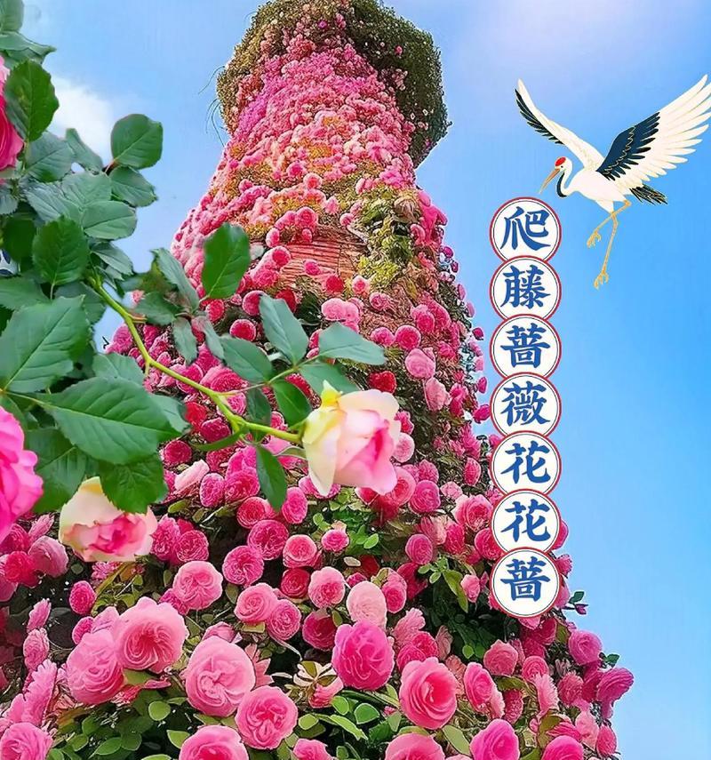 蔷薇花通常在哪个季节开花？