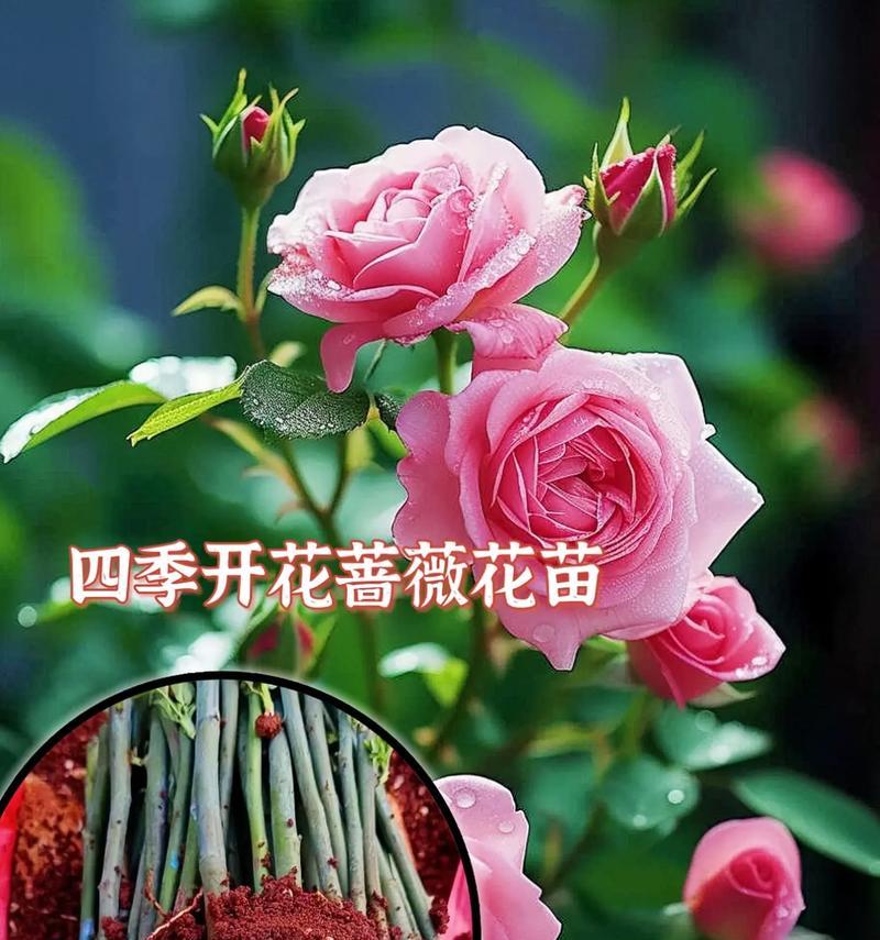 蔷薇花通常在哪个季节开花？