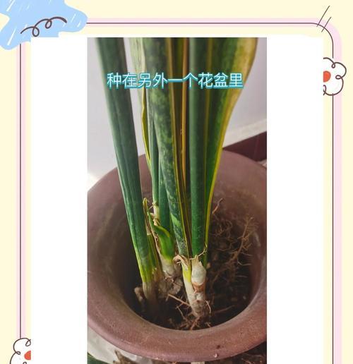 虎皮兰修剪方法是什么？虎皮兰修剪需要注意什么？