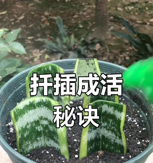 虎皮兰修剪方法是什么？虎皮兰修剪需要注意什么？
