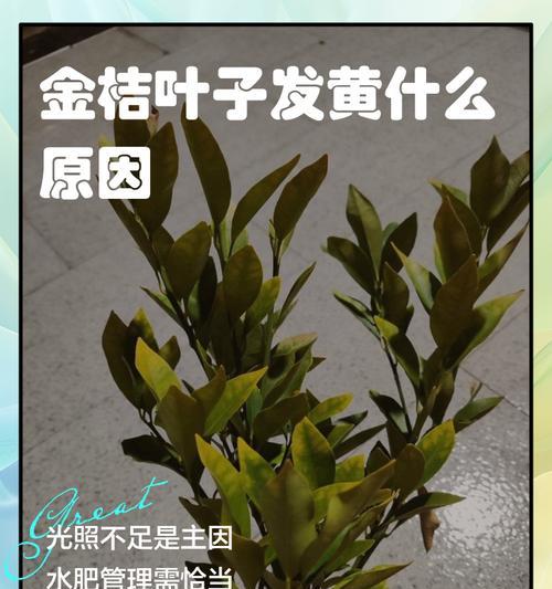 金桔种植技巧有哪些？金桔叶子发黄怎么办？