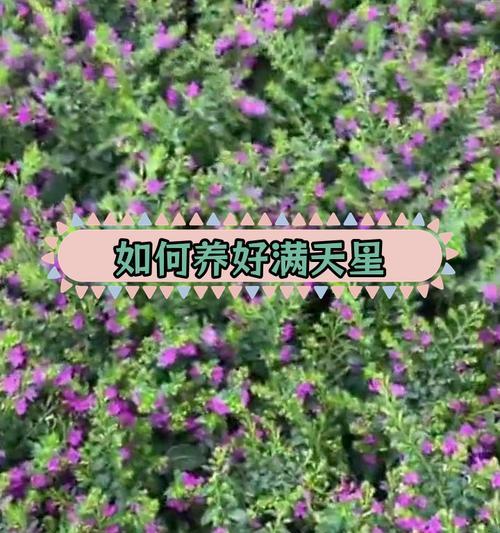 满天星长期养护的正确方法是什么？