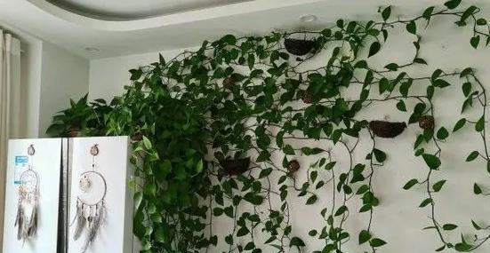 绿萝的正确栽种方法和养护技巧有哪些？