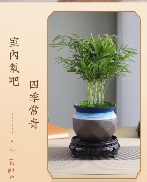 散尾竹修剪的最佳季节？修剪技巧有哪些？