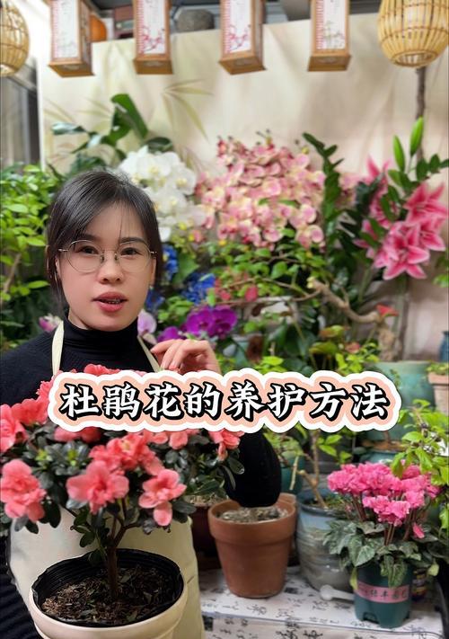 锦绣杜鹃的养殖方法是什么？