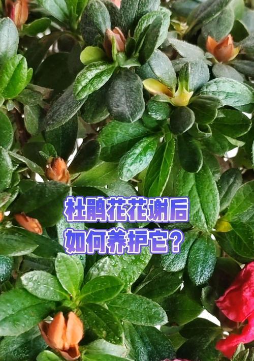 锦绣杜鹃的养殖方法是什么？