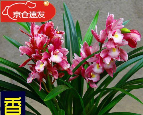 素心兰品种有哪些？如何选择适合的素心兰品种？