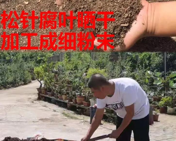 盆栽翻土的正确步骤是什么？翻土时应注意哪些问题？