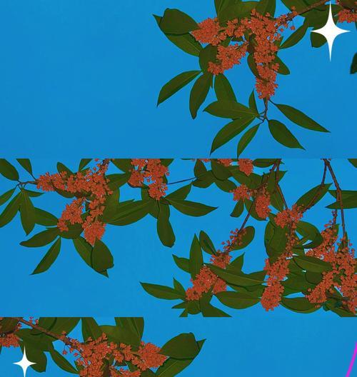 桂花品种选择指南？哪种桂花品种最适合初学者？