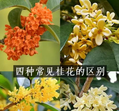 桂花品种选择指南？哪种桂花品种最适合初学者？