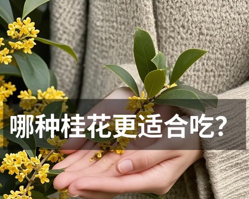 桂花品种选择指南？哪种桂花品种最适合初学者？