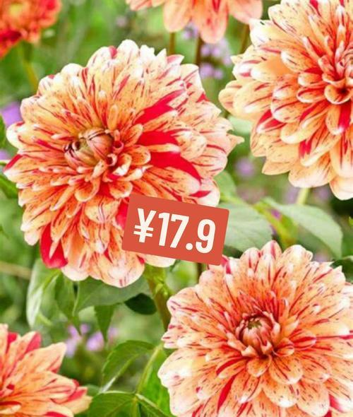 大丽花浇水需要注意什么？大丽花的浇水频率是多少？
