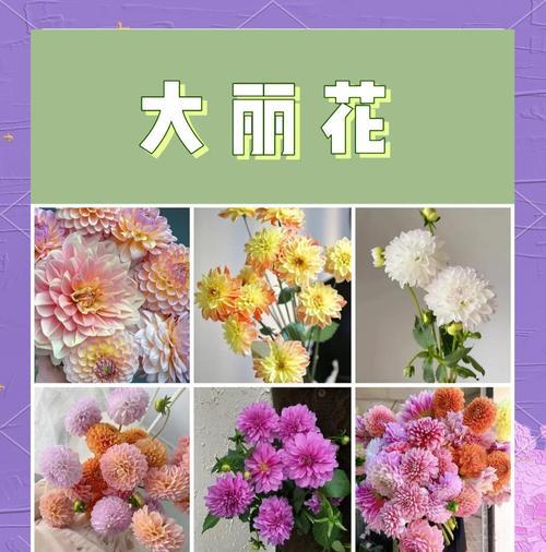 大丽花浇水需要注意什么？大丽花的浇水频率是多少？
