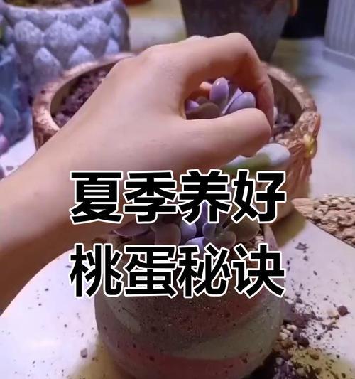 桃蛋的养护技巧有哪些？