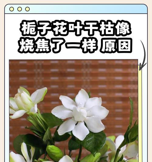 栀子花枯萎后如何抢救？有哪些有效方法？