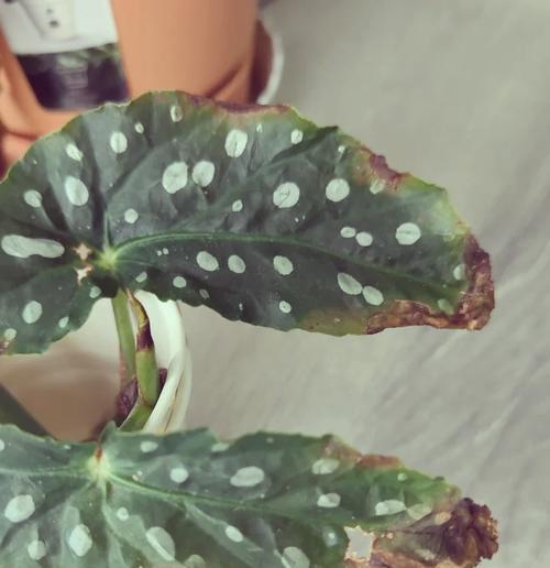 栀子花枯萎后如何抢救？有哪些有效方法？
